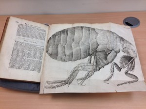 Flea from Hooke's Micrographia [Public Domain: Steve Cook]