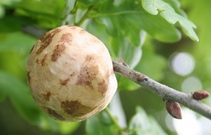 Oak apple [CC-BY-SA-2.0 Bob Embleton]