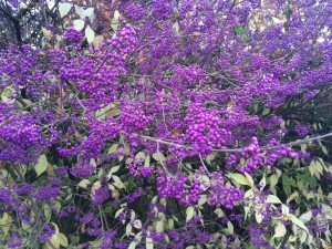 Callicarpa japonica [CC-BY-SA-3.0 Steve Cook]