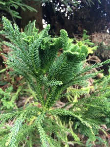 Cryptomeria japonica cv. Cristata [CC-BY-SA-3.0 Steve Cook]