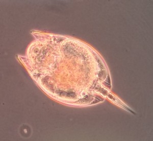 Euchlanis rotifer [CC-BY-SA-3.0]