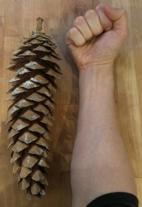 Pinus × holfordiana cone [CC-BY-SA-3.0 Steve Cook]