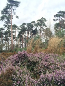 RHS Wisley heather garden [CC-BY-SA-3.0 Steve Cook]