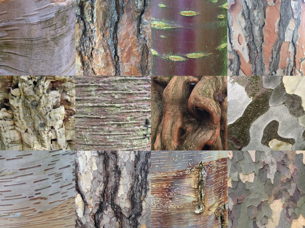 Bark [CC-BY-SA-3.0 Steve Cook]