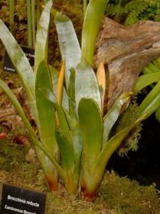 Brocchinia reducta, Hampton Court flower show 2003 [CC-BY-SA-3.0 Steve Cook]