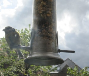 Blue-tit feeding at bird-feeder, London 2012 [cc-by-sa-3.0 Steve Cook]