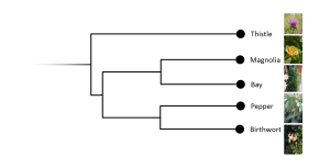 Angiosperm phylogeny stressing magnoliids [CC-BY-SA-3.0 Steve Cook]: thistle appears as an outgroup to the ((magnolia,bay),(pepper,birthwort)) clade