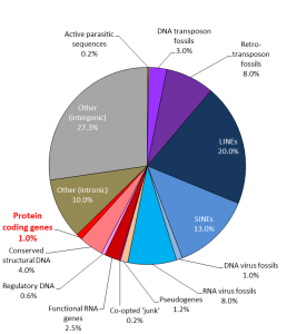 Contents of the human genome [CC-BY-SA-3.0 Steve Cook]