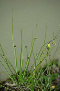Drosophyllum lusitanicum [CC-BY-2.0 Alex Lomas]