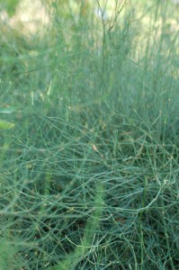 Ephedra sp. [CC-BY-2.0 Alex Lomas]