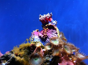 Pseudocolochirus violaceus [CC-BY-2.0 Alex Lomas]