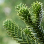 Araucaria araucaroides.