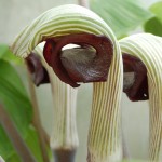 Arisaema ringens.