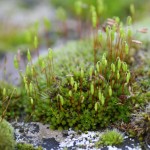 Bryum capillare.