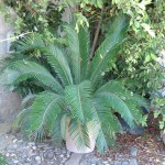 Cycas revoluta.