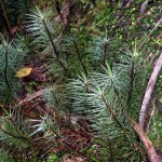 Dawsonia superba.