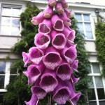 Digitalis purpurea.