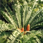 Encephalartos ferox.