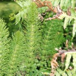 Equisetum telmateia.