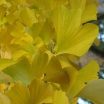 Ginkgo biloba.