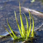 Isoetes melanospora.