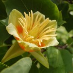 Liriodendron tulipifera.