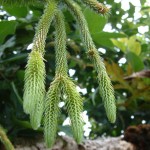Lycopodium pinifolia