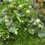 Marchantia polymorpha.