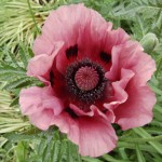 Papaver orientale.