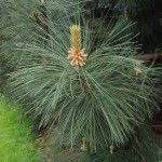 Pinus sp.