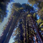 Sequoia sempervirens