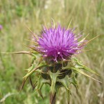 Silybum marianum