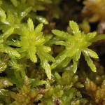 Sphagnum flexuosum.