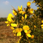 Ulex europaeus.