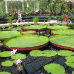 Victoria amazonica.