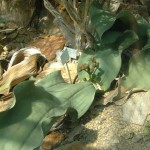 Welwitschia mirabilis.