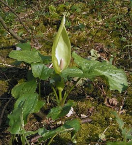 Arum maculatum [CC-BY-SA-3.0 Sannse@Wikipedia]