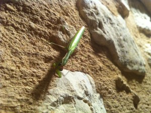 Mantis religiosa [CC-BY-SA-3.0 Steve Cook]