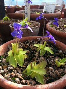 Pinguicula grandiflora [CC-BY-SA-3.0 Steve Cook]