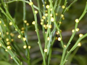 Psilotum nudum sporangia [CC-BY-SA-3.0 Eric Guinther Marshman@Wikipedia]