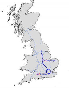 M1 motorway map [CC-BY-SA-3.0 Steve Cook, based on uncopyrighted image by Michiel1972]