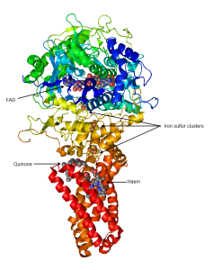 Succinate dehydrogenase [CC-BY-SA-3.0 Steve Cook, based on PDB 1NEK: Yankovskaya, V., Horsefield, R., Tornroth, S., Luna-Chavez, C., Miyoshi, H., Leger, C., Byrne, B., Cecchini, G., Iwata, S. (2003) Architecture of succinate dehydrogenase and reactive oxygen species generation. Science 299:700-704 doi: 10.1126/science.1079605]