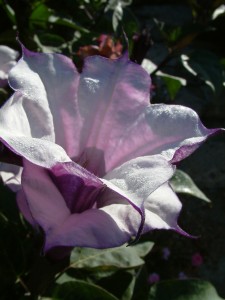 Datura metel (flower) [CC-BY Alex Lomas]