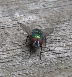 Lucilia sericata face on [CC-BY-SA-3.0 Steve Cook]