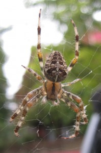 Araneus diadematus in web [CC-BY-SA-3.0 Steve Cook]