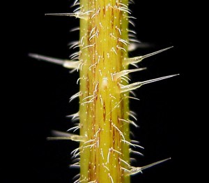 Urtica dioica trichomes [CC-BY-SA-3.0 Frank Vincentz]