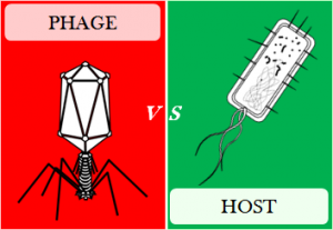 Phage vs. host [CC-BY-SA-4.0 Steve Cook]