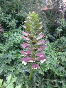 Acanthus mollis [CC-BY-SA-3.0 Steve Cook]