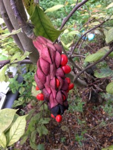 Magnolia ×soulangeana fruit [CC-BY-SA-3.0 Steve Cook]