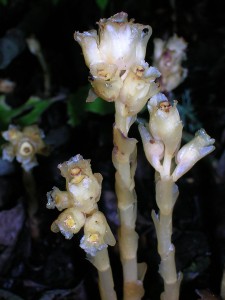 Orobanche minor [CC-BY-SA-3.0 Rosser1954]